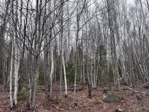 24&36 Wolf Run Trail Greenbush ME 04418