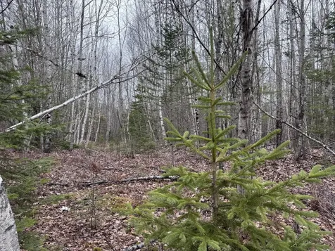 24&36 Wolf Run Trail Greenbush ME 04418