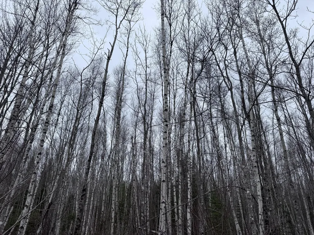 36 Otter Trail Greenbush ME 04418