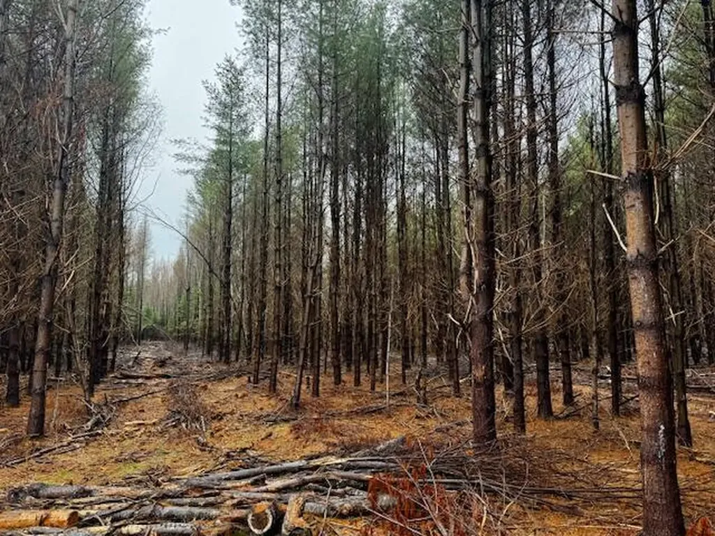 So 001 Plan 2 Lot 16.1 Long Falls Dam Road Lexington Twp ME 04961