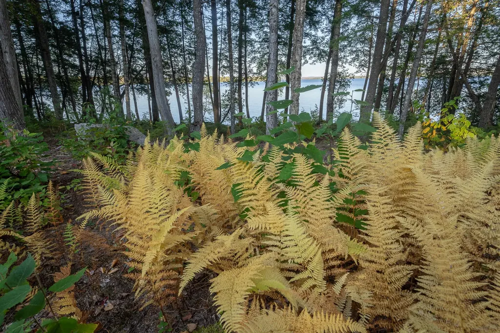 Lot 4 Chadwick Point Road Weston ME 04424