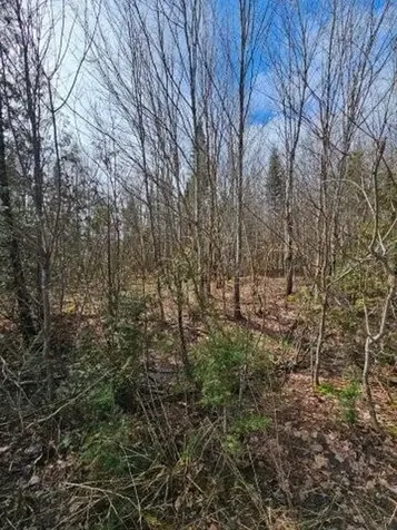 Cary Plt ME 04413