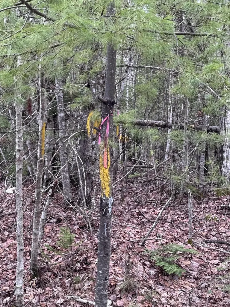 24 Wolf Run Trail Greenbush ME 04418