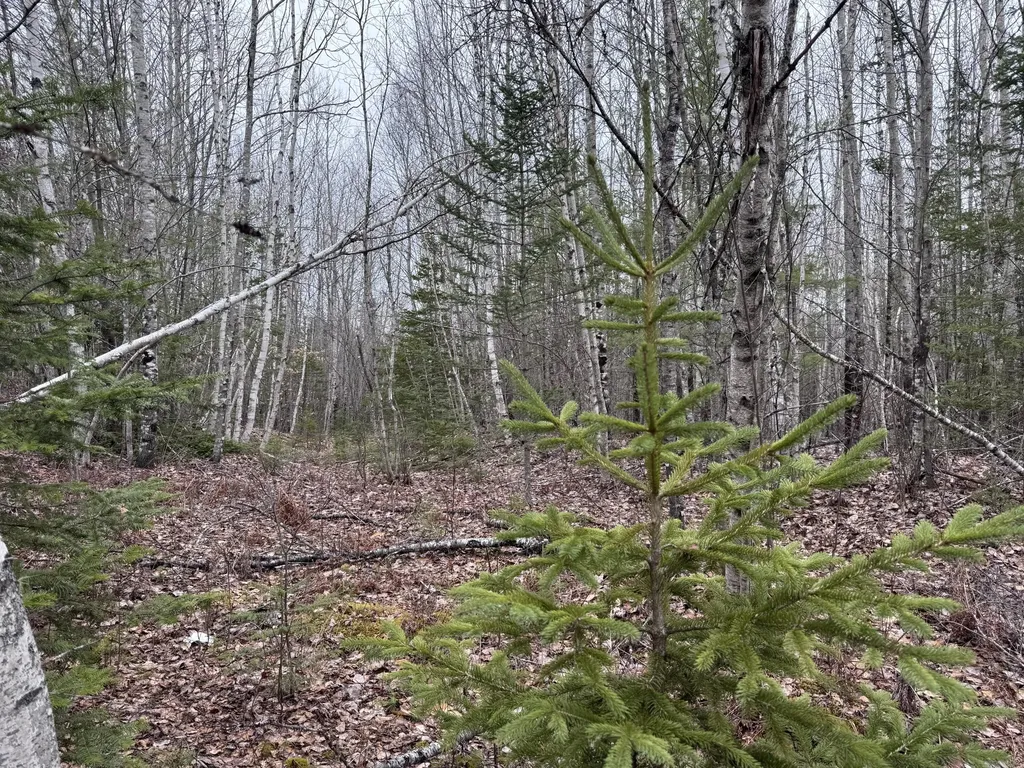 24 Wolf Run Trail Greenbush ME 04418