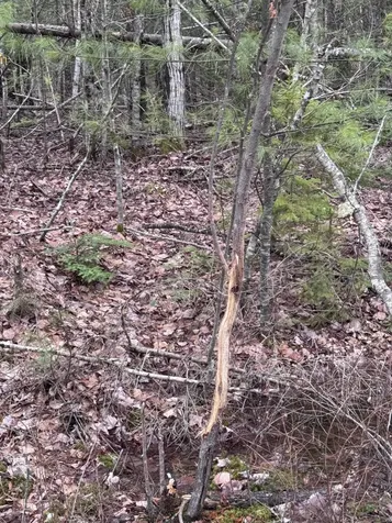 24 Wolf Run Trail Greenbush ME 04418