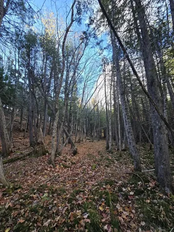 L49,50,53 Back Road Abbot ME 04406