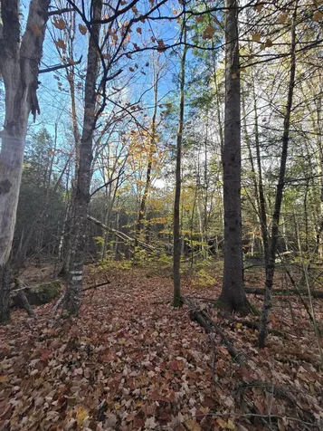 L49,50,53 Back Road Abbot ME 04406