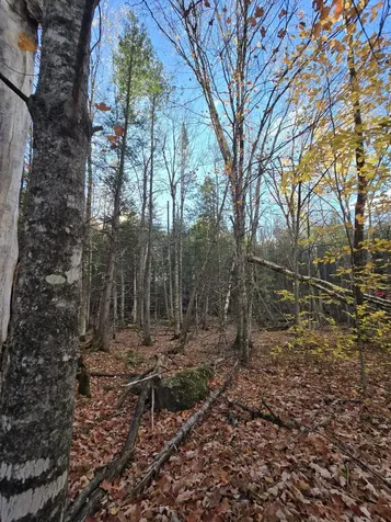 L49,50,53 Back Road Abbot ME 04406