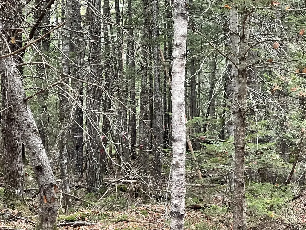 Lot 3-b West Branch Road Mariaville ME 04605
