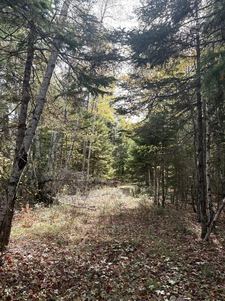 Lot 22 Off South Meadow & Roys Way Road Perry ME 04667