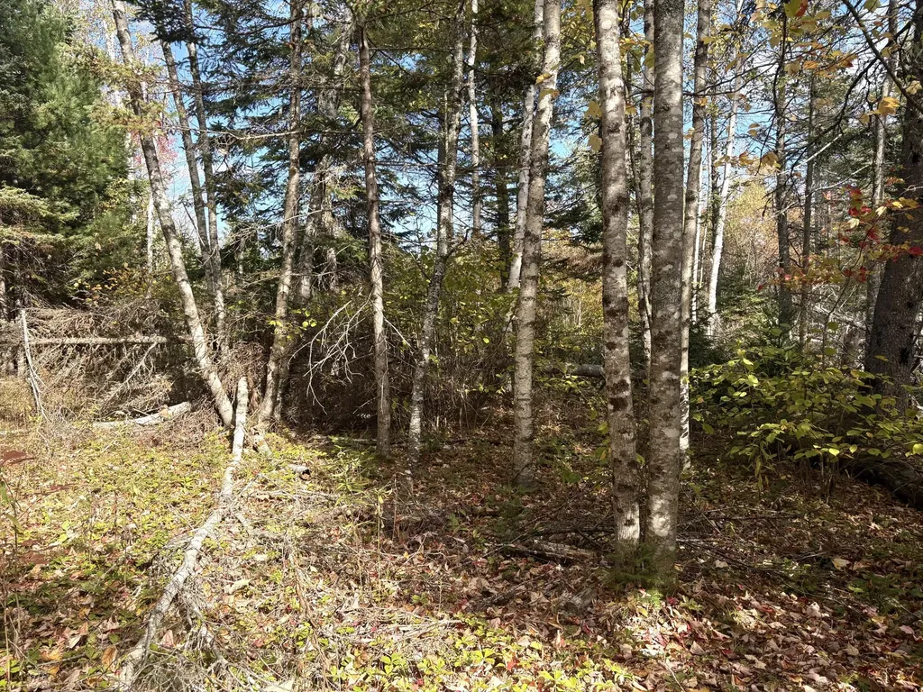 Lot 22 Off South Meadow & Roys Way Road Perry ME 04667
