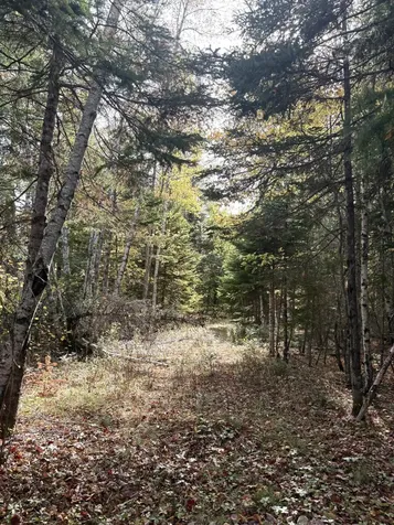 Lot 22 Off South Meadow & Roys Way Road Perry ME 04667