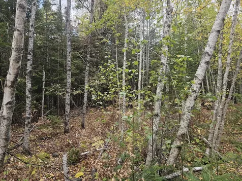Map R09, Lot 12, Fox Run Drive Mariaville ME 04605
