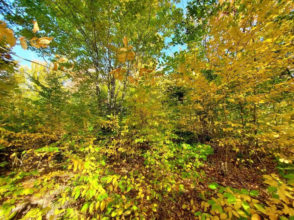 91 Greenleaf Brook Road Amity ME 04730