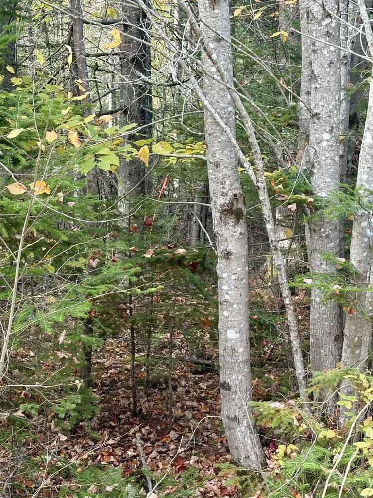 Xx S Meadow Road Perry ME 04667
