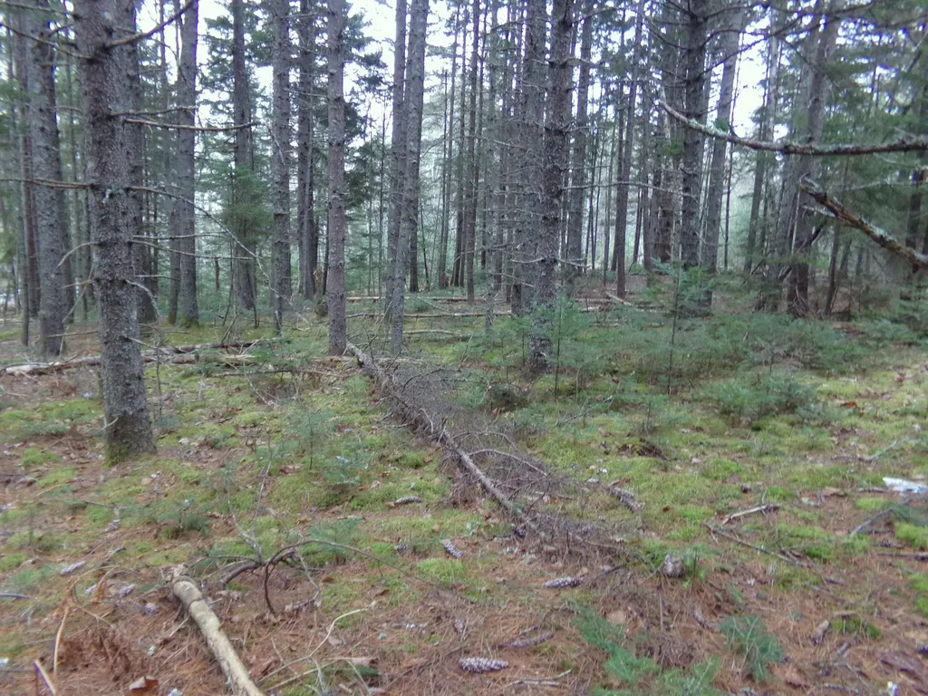 Lot 3e Rogers Point Road Steuben ME 04680
