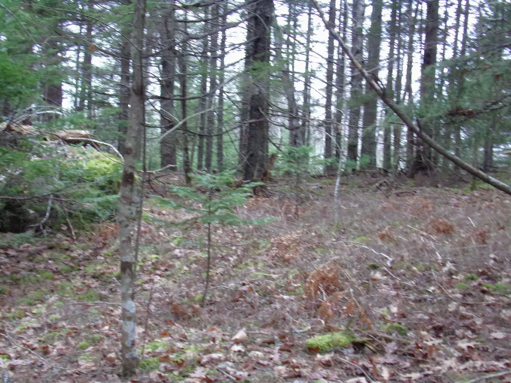 Lot 3e Rogers Point Road Steuben ME 04680