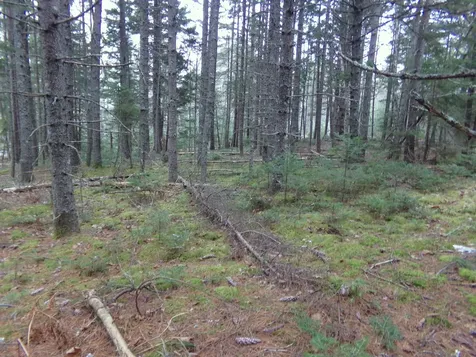 Lot 3e Rogers Point Road Steuben ME 04680