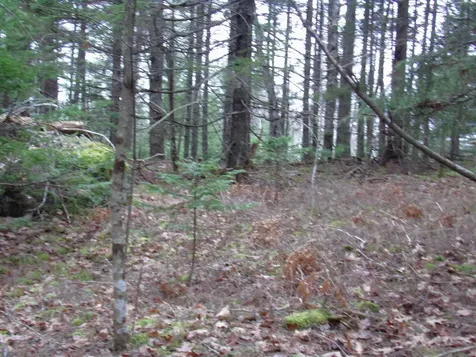 Lot 3e Rogers Point Road Steuben ME 04680