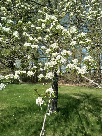 389 Higgins Road Pittsfield ME 04967