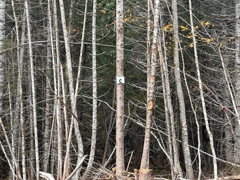 Lot ''N'' S Whitetail Way Greenville ME 04441