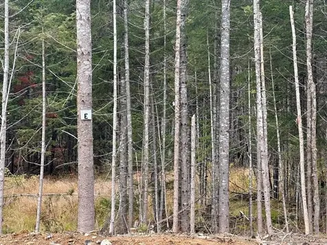 Lot ''N'' S Whitetail Way Greenville ME 04441