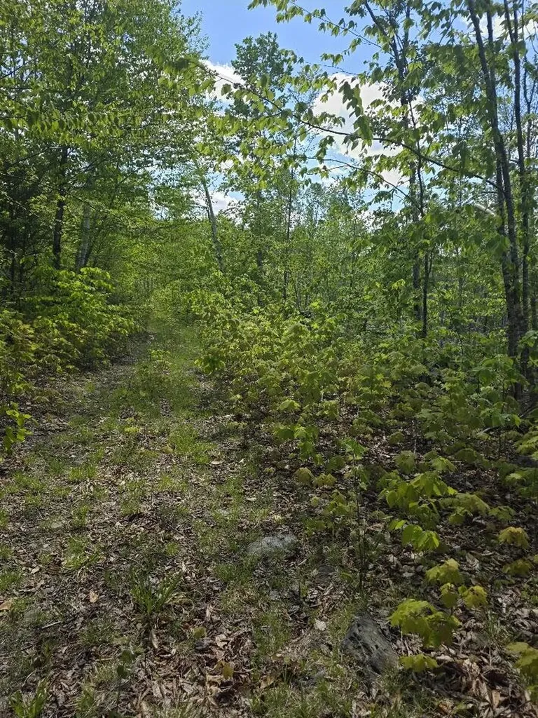 Lot 6s Treadwell Hill Road Springfield ME 04487