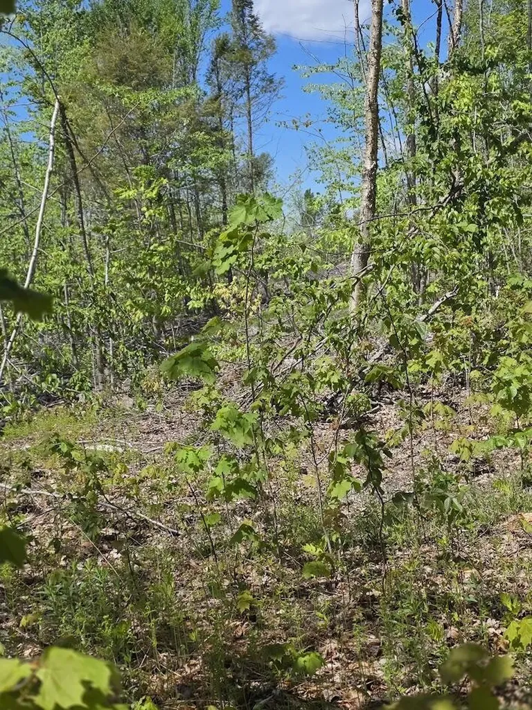 Lot 6s Treadwell Hill Road Springfield ME 04487
