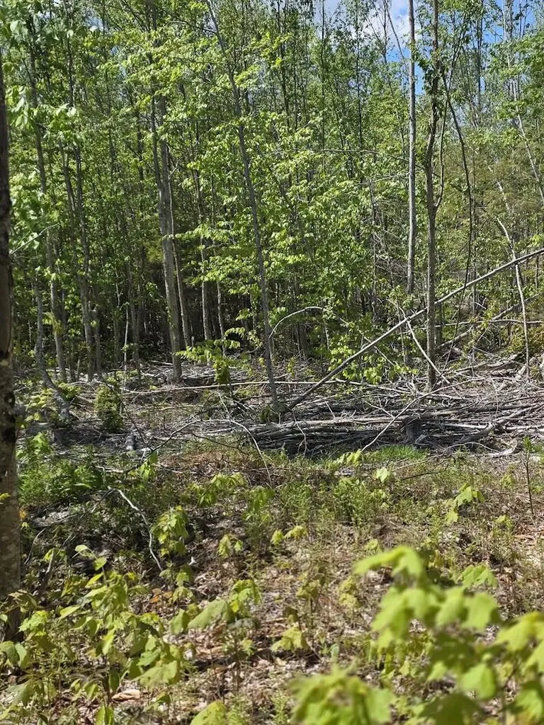 Lot 6s Treadwell Hill Road Springfield ME 04487
