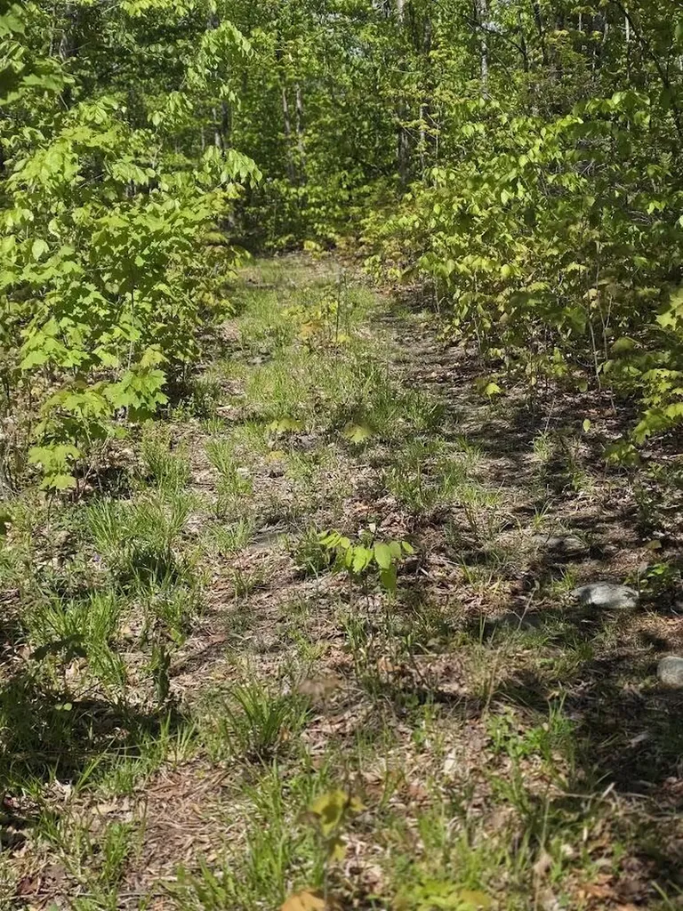 Lot 6s Treadwell Hill Road Springfield ME 04487