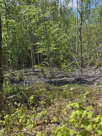 Lot 6s Treadwell Hill Road Springfield ME 04487