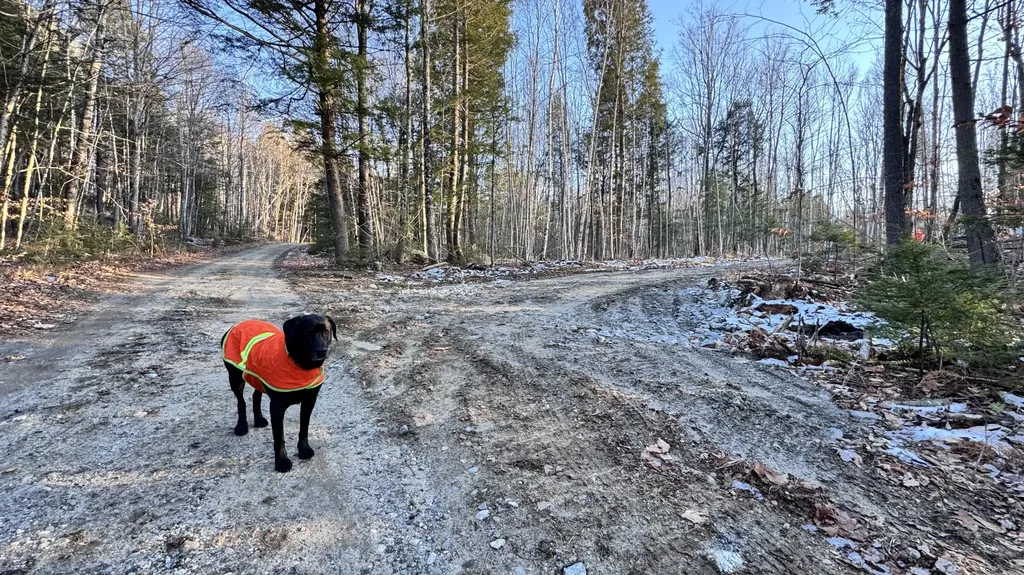 Lot 137.25 French Hill Road Albany Twp ME 04217