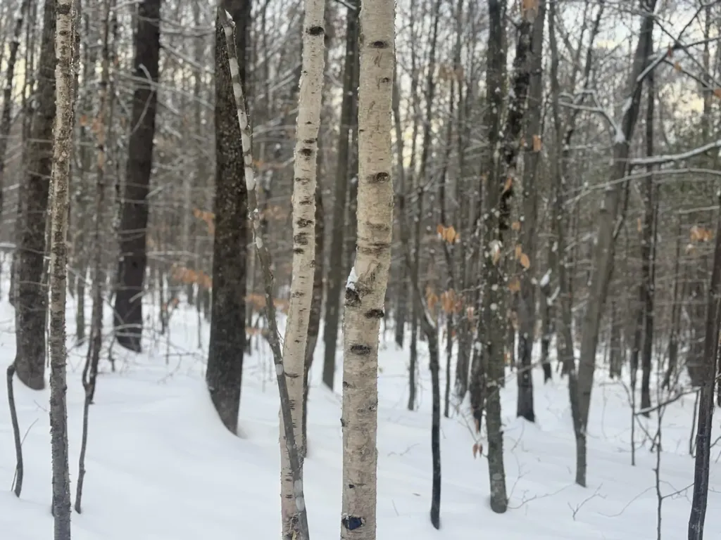 Lot 01/31 Spruce Pond Road Lexington Twp ME 04961