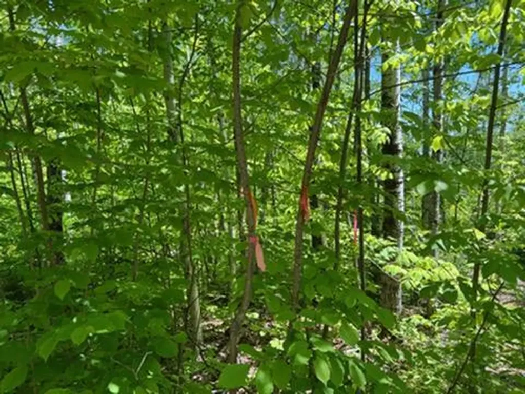 MAP4LOT4B Off Conroy Road Perham ME 04766