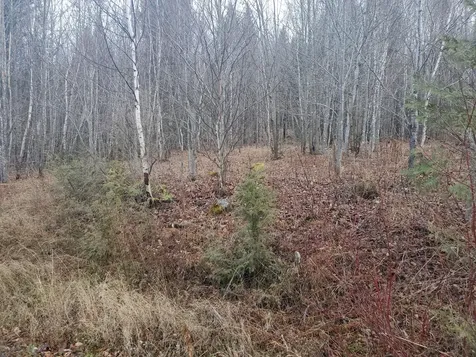 Lot 4 West Of May Mountain Road Island Falls ME 04747
