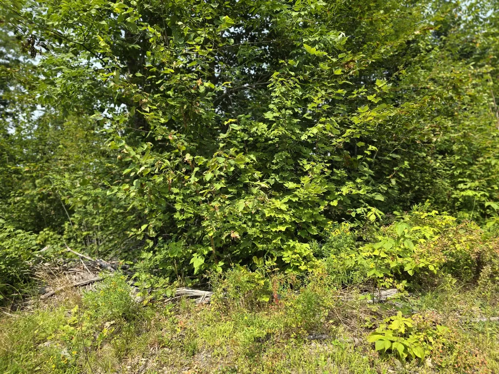 LOT7 Bear Brook Subdivision Sebec ME 04481