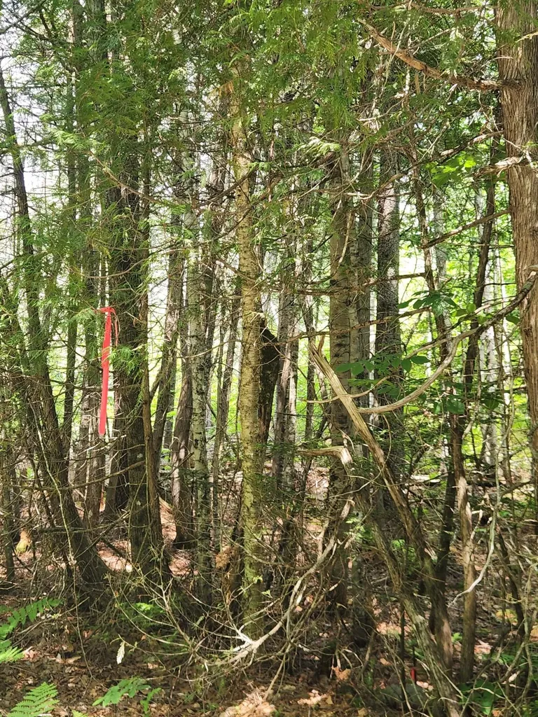 Lot #44 Mill Hill Road Springfield ME 04487