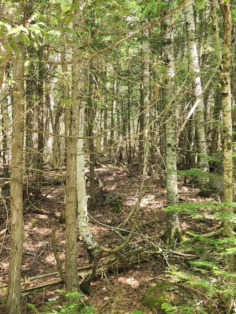 Lot #44 Mill Hill Road Springfield ME 04487