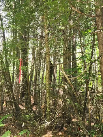 Lot #44 Mill Hill Road Springfield ME 04487