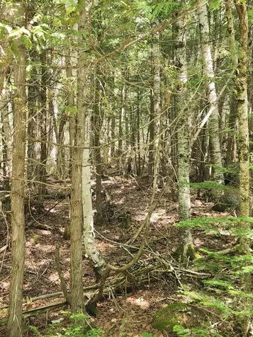 Lot #44 Mill Hill Road Springfield ME 04487