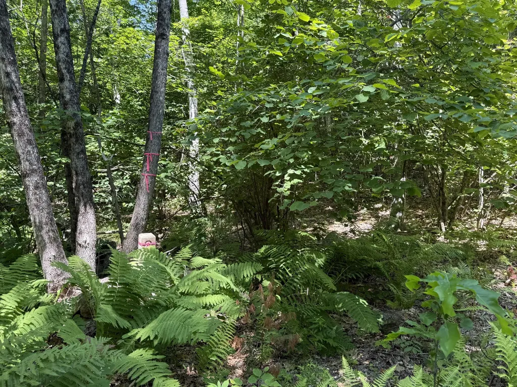 #00 Maplewood Road Newfield ME 04095