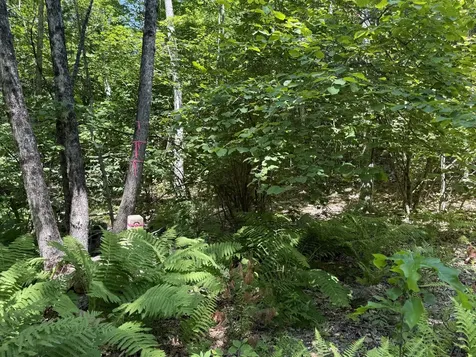 #00 Maplewood Road Newfield ME 04095