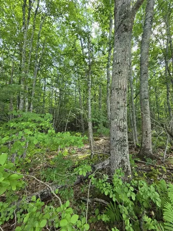 Tbd Pinnacle Road Liberty ME 04949
