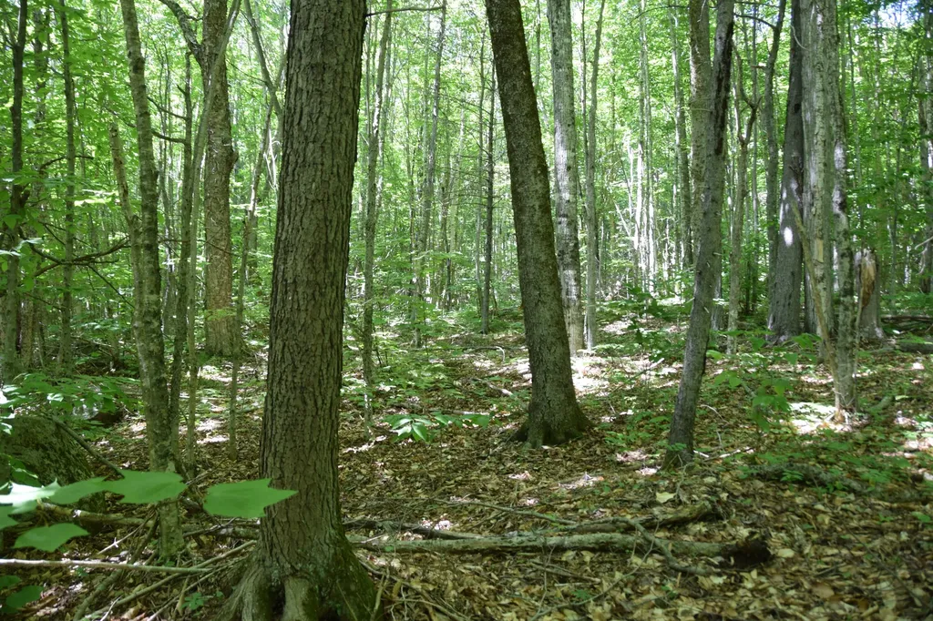 MSO3 L16 Flow Road Carrying Place Twp ME 04961