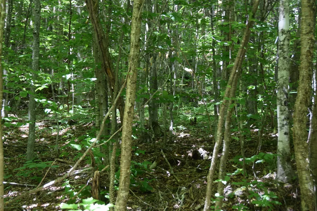 MSO3 L16 Flow Road Carrying Place Twp ME 04961