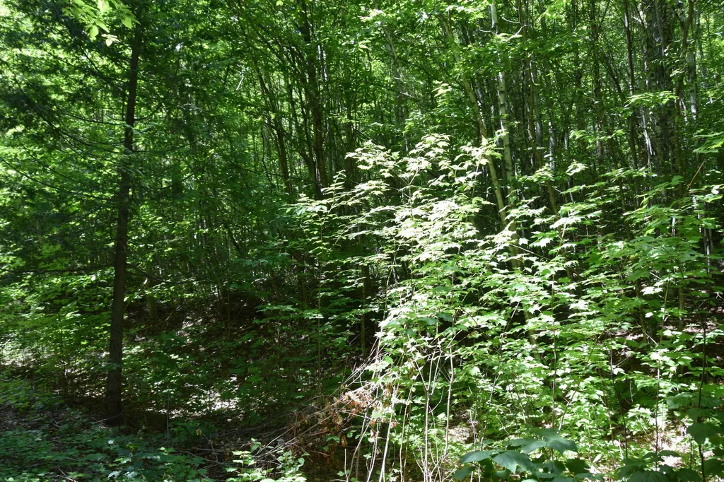 MSO3 L16 Flow Road Carrying Place Twp ME 04961