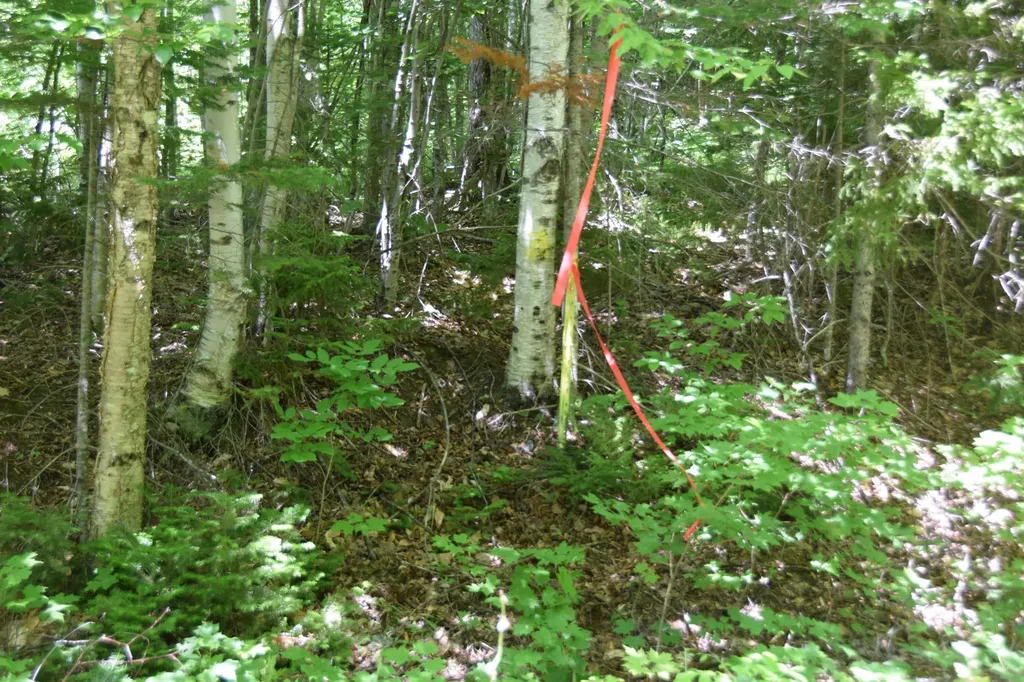 MSO3 L16 Flow Road Carrying Place Twp ME 04961