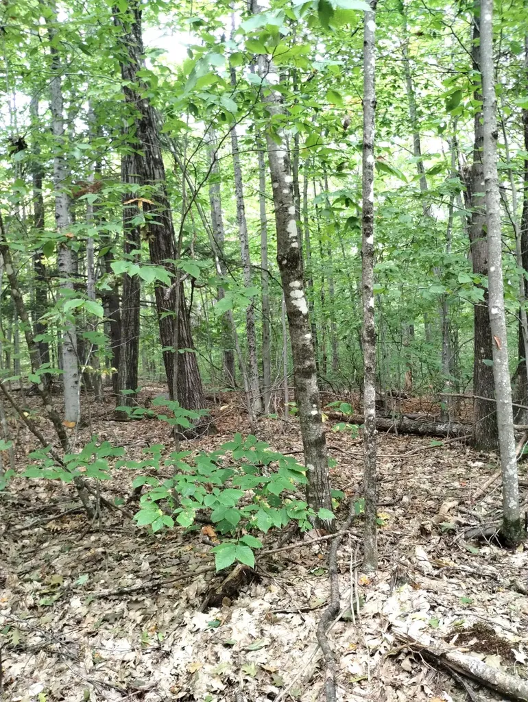 Lot 023-a Oak Hill Road Temple ME 04984