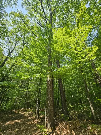 Lot 023-a Oak Hill Road Temple ME 04984