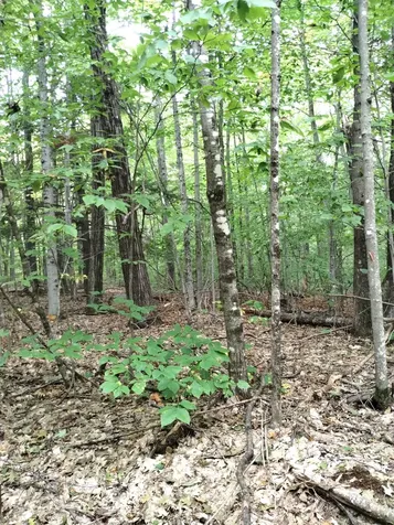 Lot 023-a Oak Hill Road Temple ME 04984